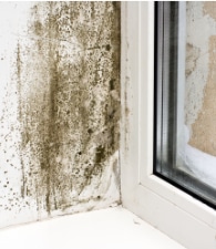 schimmel in huis oorzaak